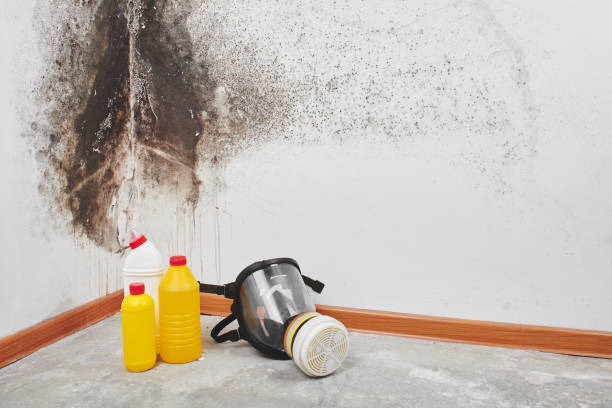 Best Office Mold Removal Services  in Hillsville, VA