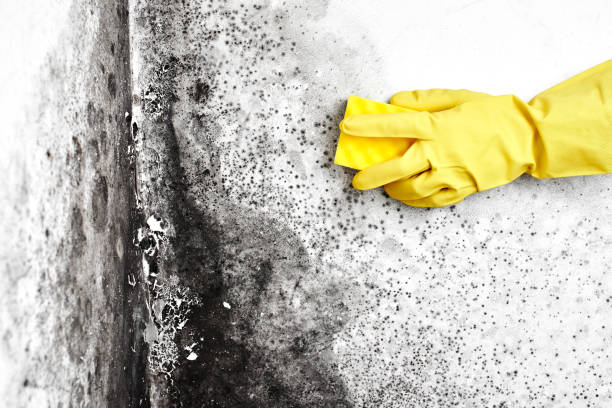 Best Toxic Mold Removal  in Hillsville, VA