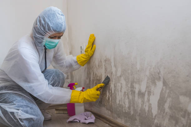 Best Local Mold Removal Service  in Hillsville, VA