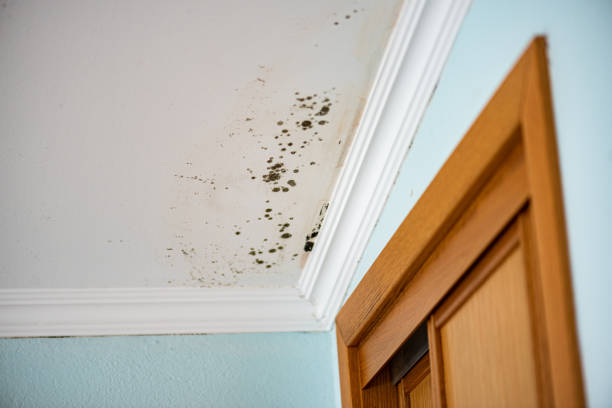 Best Best Mold Removal Companies  in Hillsville, VA