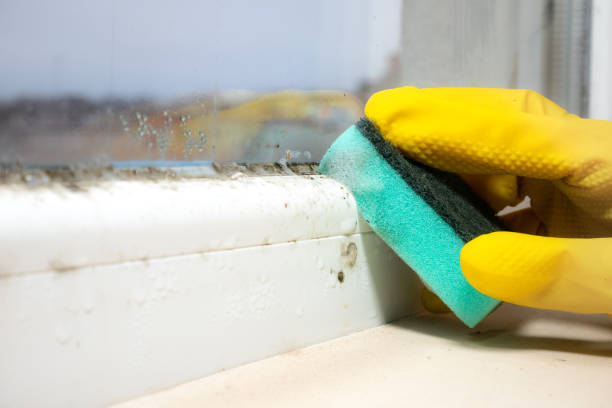 Attic Mold Removal in Hillsville, VA
