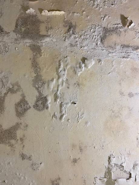 Best Commercial Mold Removal  in Hillsville, VA