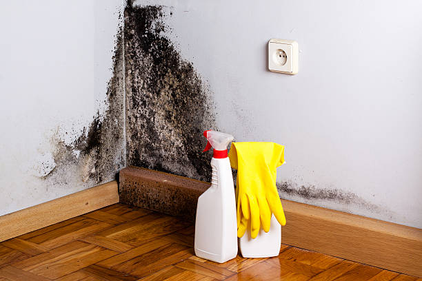 Mold Testing and Removal in Hillsville, VA